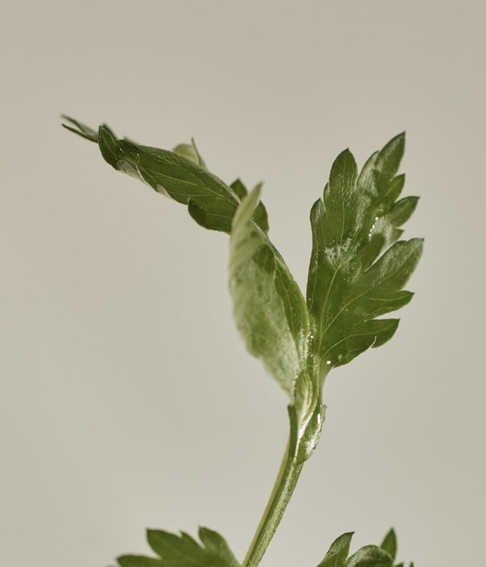 Beauty of Joseon Matte Sun Stick For All Skin Type : Mugwort+Camelia(18G, 0.63Fl.Oz), spf 50